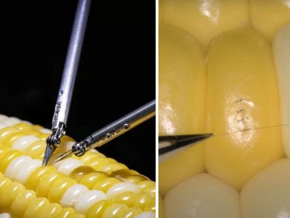 Imagem - Novo robô de microcirurgia costura um grão de milho em demonstração