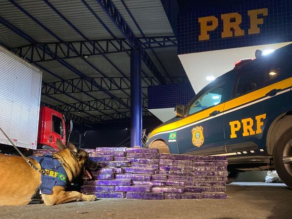 Imagem - Cão farejador encontra 150 kg de maconha em caminhão na Bahia