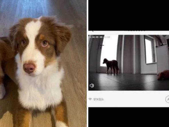 Imagem - Vídeo de cãozinho 'triste' após dona sair de casa viraliza nas redes sociais
