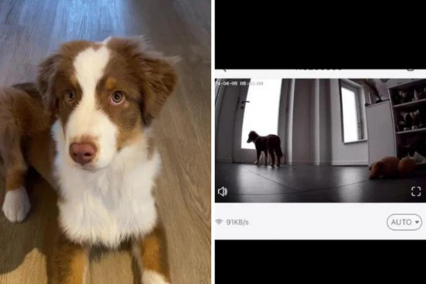 Vídeo de cãozinho 'triste' após dona sair viraliza nas redes sociais