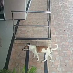 Imagem - Câmeras flagram cachorros 'furtando' loja no Ceará; veja vídeo