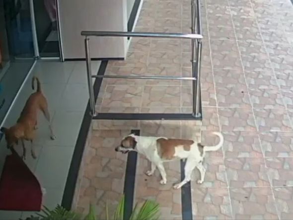 Imagem - Câmeras flagram cachorros 'furtando' loja no Ceará; veja vídeo