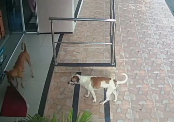 Cachorros furtaram tapete no Ceará