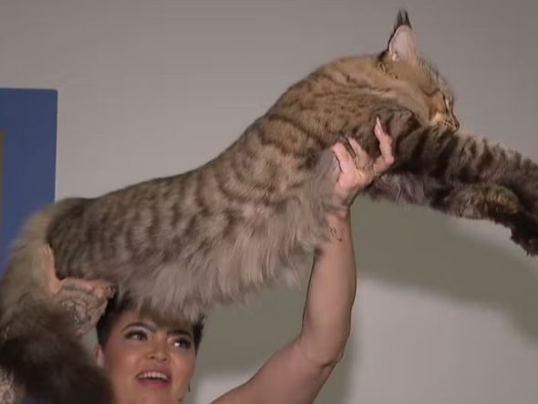 Imagem - Gato brasileiro, candidato a maior do mundo, tem peso atualizado: '12,8 kg'