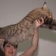 Imagem - Gato brasileiro, candidato a maior do mundo, tem peso atualizado: '12,8 kg'