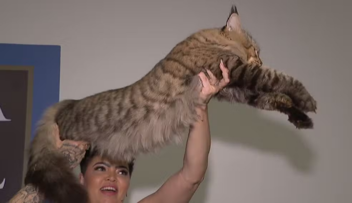 Gato gigante brasileiro