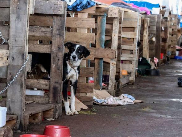 Imagem - Cidades do RS terão recursos federais para atender animais resgatados