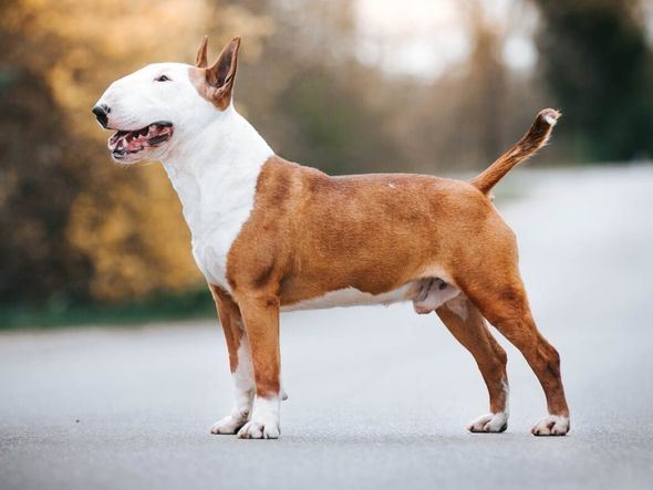 Imagem - 4 características do cachorro da raça bull terrier