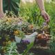 Imagem - 7 benefícios das ervas medicinais para a saúde