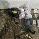 Imagem - Polícia apreende cinco mil pinos de cocaína em Pernambués