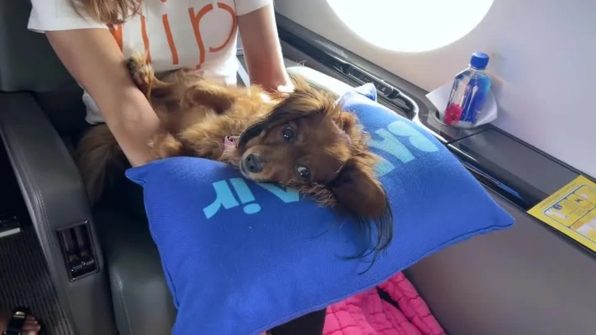 Companhia aérea lança voos de luxo para cachorros