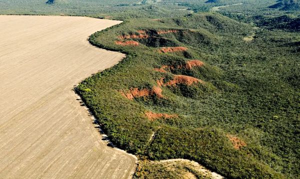 Área desmatada no Brasil em 2023 cai 11,6%, indica MapBiomas