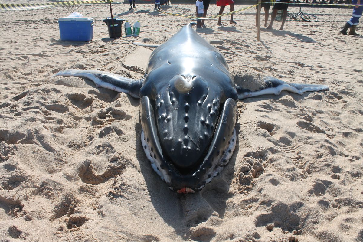 Baleia jubarte encalhada na praia em Caravelas