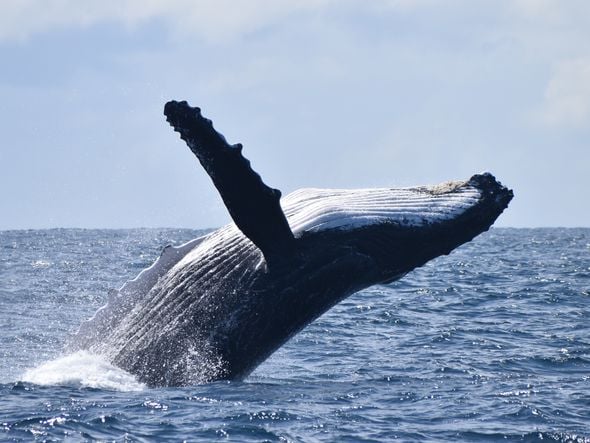 Imagem - Temporada de observação de baleias jubarte em Salvador começa em julho