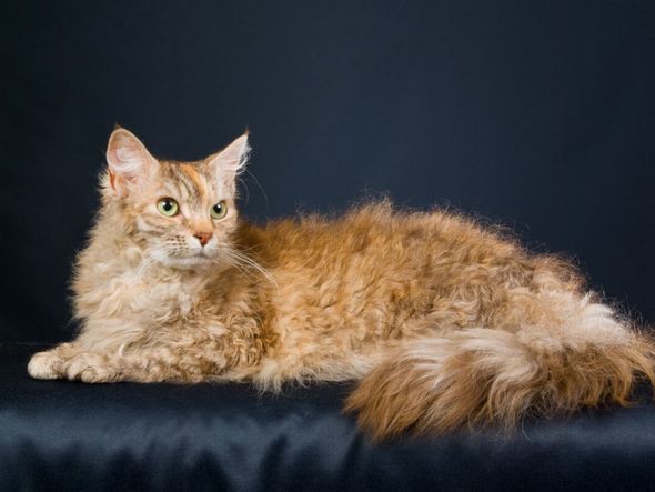 Imagem - 4 características do gato da raça LaPerm