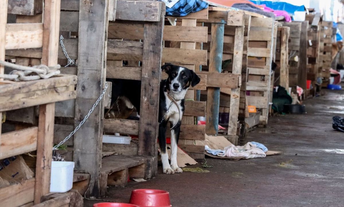 Abrigo de animais no Rio Grande do Sul