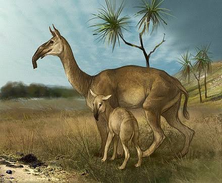 Xenorhinotherium bahiense