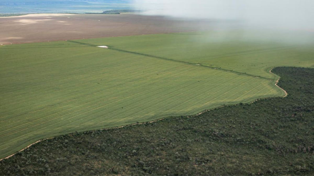 Plantação de soja em Formosa do Rio Preto, no oeste baiano