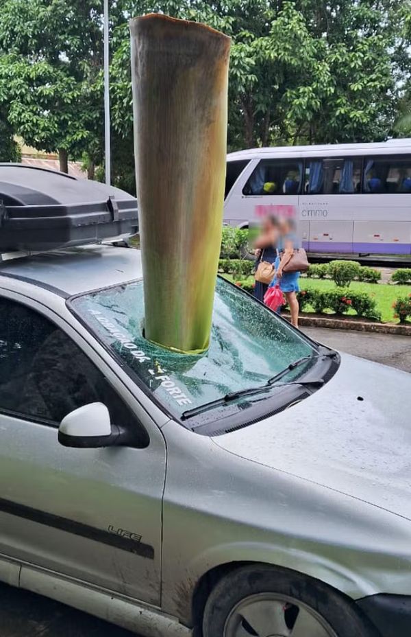 Casca da palmeira sobre o carro