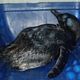 Imagem - Pinguim jovem é encontrado na praia de Itapuã