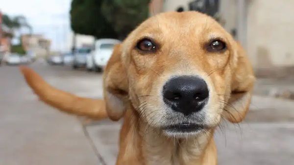 Cachorro vira lata