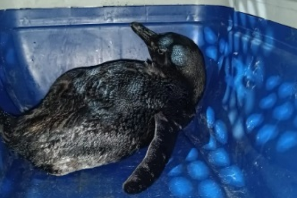 Pinguim é encontrado na praia de Itapuã