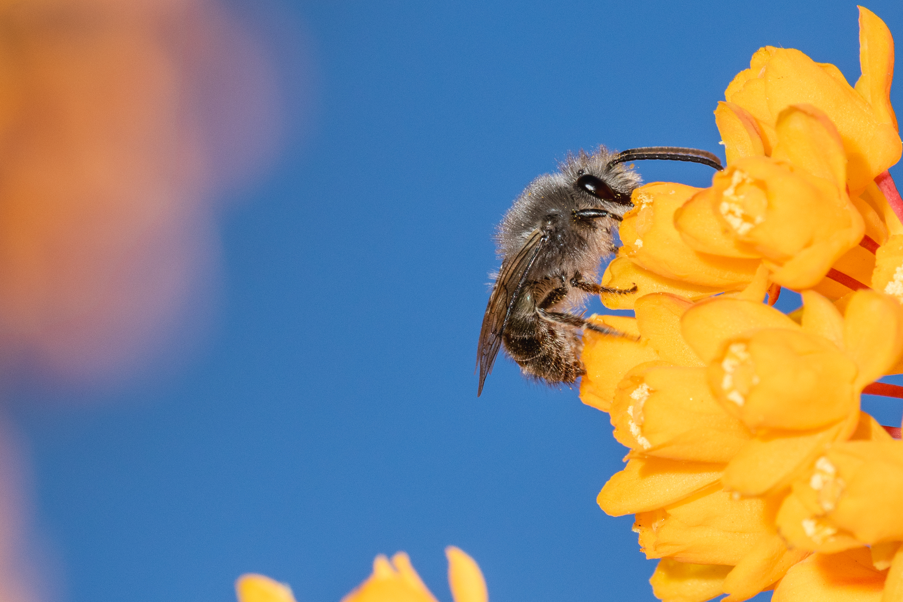 Abelha por Divulgação