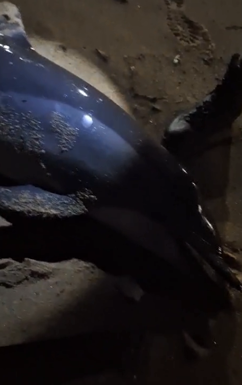 Golfinho encontrado em praia da Pituba