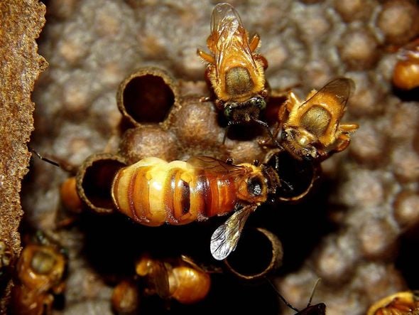 Imagem - Como a paisagem urbana afeta as abelhas sem ferrão