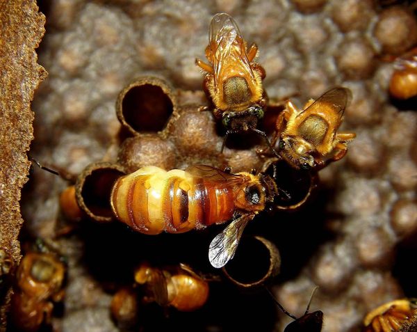 Rainha e operárias da abelha sem ferrão uruçu-amarela (Melipona flavolineata) em favo de cria