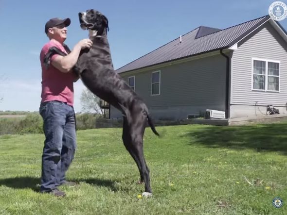 Imagem - Cão mais alto do mundo morre apenas seis dias após receber o título do 'Guinness'