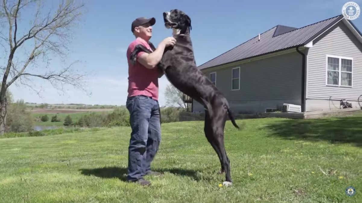 Cachorro mais alto do mundo