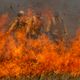 Imagem - Pantanal acumula em 12 meses mais de 9 mil focos de incêndio