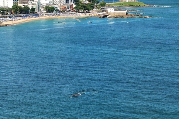 Baleia em Salvador 