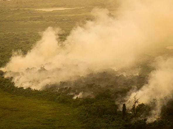 Imagem - Pantanal tem este ano maior área queimada em junho