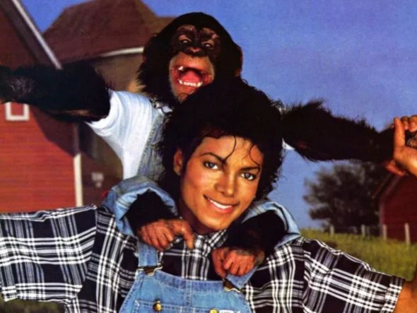 Imagem - Chimpanzé Bubbles, de Michael Jackson, vive em santuário luxuoso após herança milionária