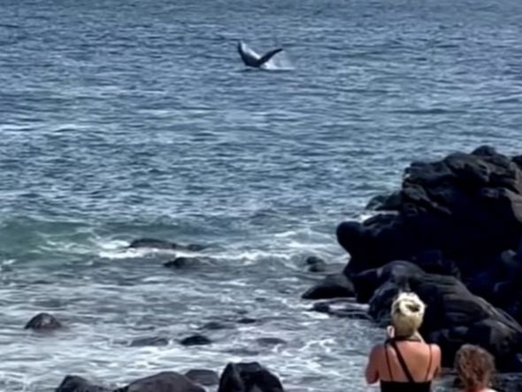 Imagem - Baleia jubarte surpreende banhistas na praia do Porto da Barra