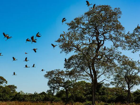 Imagem - Comissão do Senado aprova projeto que cria Estatuto do Pantanal