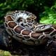 Imagem - Corpo de mulher é encontrado dentro de serpente na Indonésia