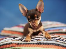 Imagem - Pesquisa revela o 'Q.I' do seu cachorro e diz quem são os mais inteligentes e os mais burros