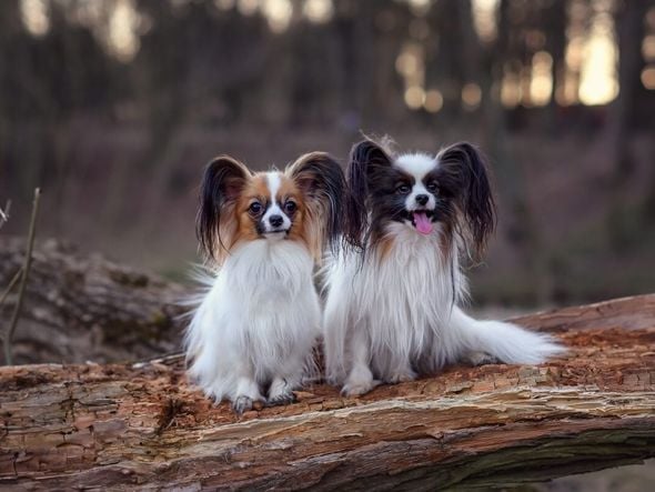 Imagem - 7 menores raças de cachorro do mundo