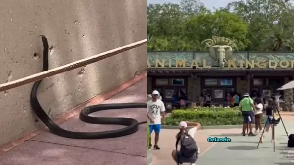 Serpente filmada em parque de Orlando