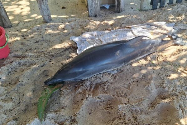 Golfinho resgatado em Porto Seguro