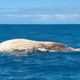 Imagem - Baleia jubarte é encontrada morta em praia do sul da Bahia