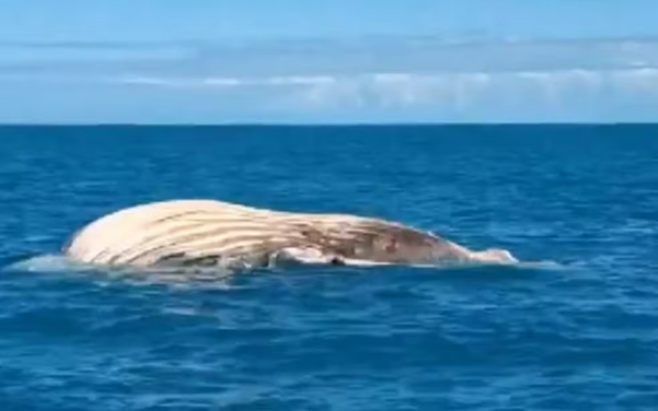 Baleia jubarte encontrada encalhada 