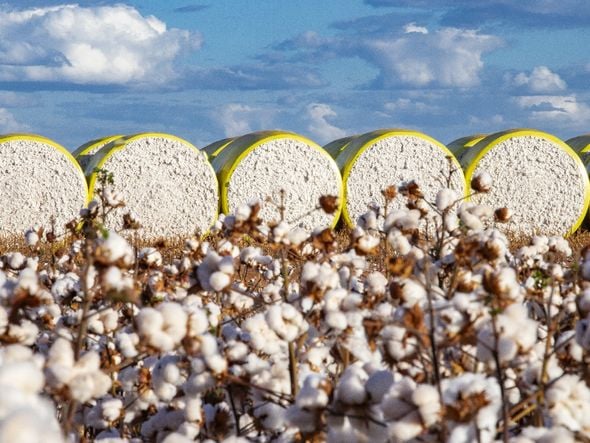 Imagem - Por trás do algodão: saiba porque a fibra baiana é tão pura e desejada