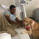 Imagem - Hospital Ortopédico terá terapia assistida com cães e Golden visita pacientes