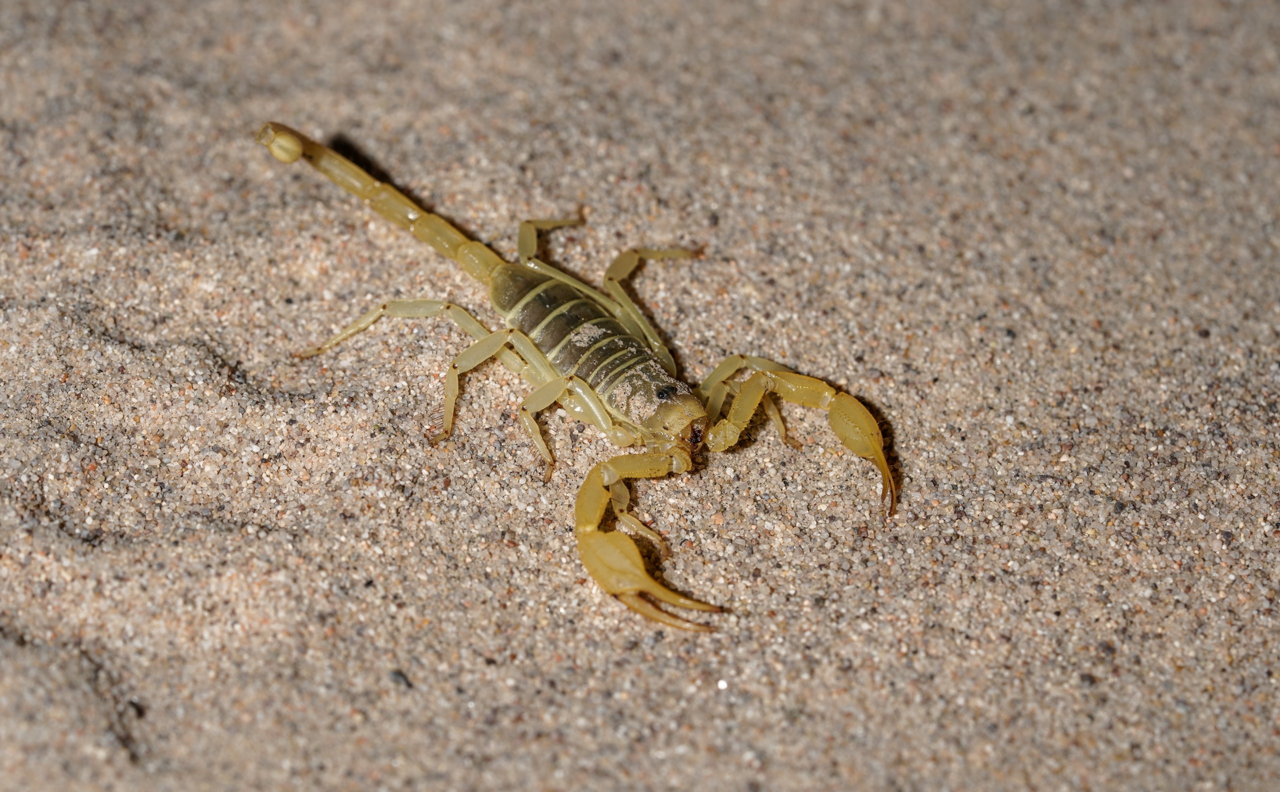 Escorpião por Shutterstock