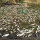 Imagem - Morte de três toneladas de peixes no Rio Piracicaba é investigada