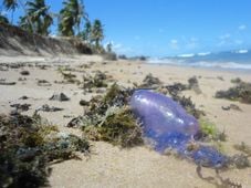 Imagem - Bandeira Roxa: caravelas-portuguesas aparecem em praias de Salvador